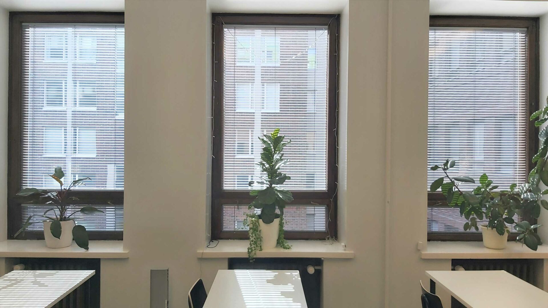 Houseplants on meeting room windows.
